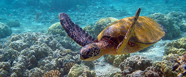 Green turtle, Chelonia mydas, Hawaii, Photo by Brocken Inaglory, GNU Free Documentation/Creative Commons Attribution license, via Wikimedia