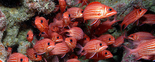 By U.S. Fish & Wildlife Service – Pacific Region’s [CC-BY-2.0 (http://creativecommons.org/licenses/by/2.0)], via Wikimedia Commons