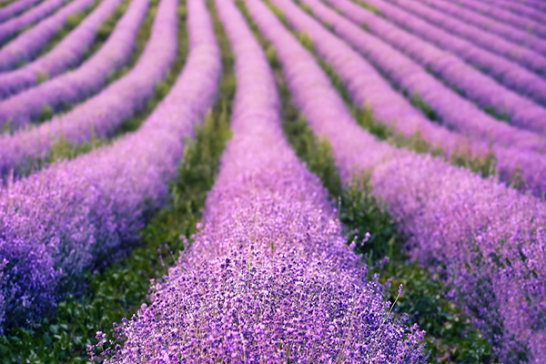 Mayfield Lavender