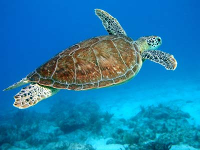 Sea Turtle Swimming Obtained under Creative Commons